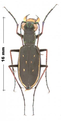 Réf. 245 065 : Ropaloteres cinctus